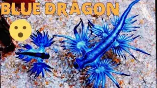 Facts: The Blue Sea Dragon