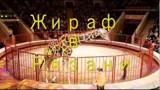 Жираф шоу цирк Рязань