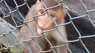 Monkey Very Funny 2022 || BiBi Animals