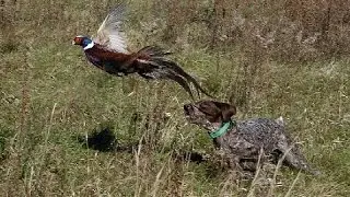 Hunting for pheasants in the Astrakhan region. Hunting pheasant with pointer