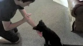 Bear Tricks