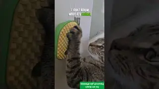 Self groomer and massager with catnip ball for fur babies.https://amzn.to/3YDfLlq#CatToy