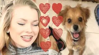 Dogs who Deserve Everything - Top 7 Cutest Dogs!