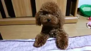 a poodle's whimper