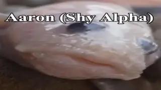 Me and the boys in Discord Meme