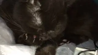 Кот умывается британец, British cat Chivas, люблю своего кота!