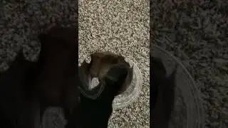 What Sound Does a Bat Make? - Bat Chirping