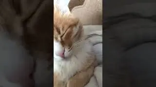 - будити , не будити?