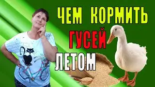 Чем кормить гусей летом.