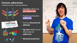 Uniones adherentes: Estructura y funciones