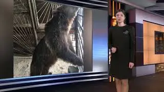Земский тренер, приемный родитель для медведей и льва, самарские космонавты