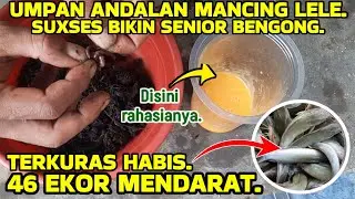 Bongkar rahasia umpan mancing lele harian paling ampuh dan gacor.