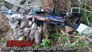 Apa gak Kepengen liat Spot Se Aduhai ini❓🤩 Panen tekukur di bekas ladang yang ditinggalkan🎯💯