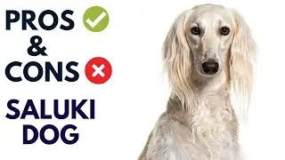 Saluki Dog Breed Pros and Cons | Saluki Dog Advantages and Disadvantages 