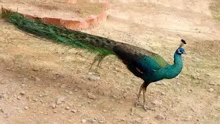 Peacock sound & birds natural morning sounds 4k | Peacocks - beautiful mor bird dance