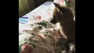 Лис Диего играет