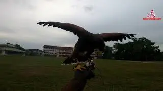 🔴 Harris Hawk (HH) / Bermain bersama Quin