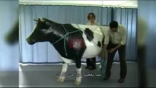 استخدام الحبال في ترقيد الأبقار
