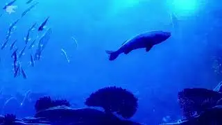Lost in the depths