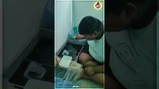 குண்டு MOLLY குட்டி - UPDATE PART 3 🥰👌 | #mollyfish #mollies