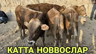 24 октября 2023 г АНДИЖОН ШАХРИХОН ЧУЖА МОЛ БОЗОРИ НАРХЛАРИ ANDIJON SHAXRIHON CHÒJA MOL BOZORI NARXI