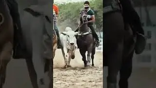 vaquejada meu sport