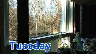 Tuesday's bird