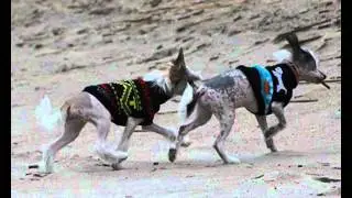 Kosmo i Kody