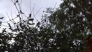 Стихотворение "Шумели листья, облетая" Воробьёва Наталья