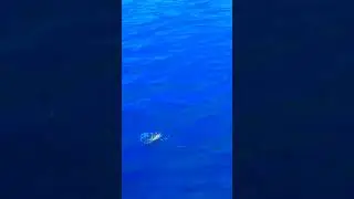Мормышинг