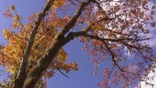Instrumental Music - light and relaxing...