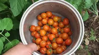 2020.08.09 Vegetable Garden Update, Harvesting Ailsa Craig and Patterson Storage Onions