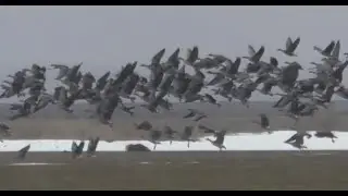 Охота На Гуся 2021. Трудные Самарские гуси.
