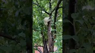 Кошка спускается с дерева 