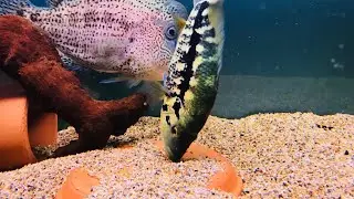 DOVII PARACHROMIS 18