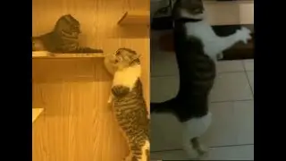 Весёлые животные