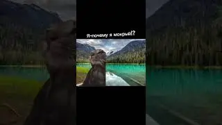 #ржака #мем #catdance #suspectsтаинственныйособняк #дуэт #catvideo #жиза #cat #suspectsmeme
