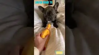 The friends never bear to grow up #13 - Funny dogs - Funny animal - Laugh more TG