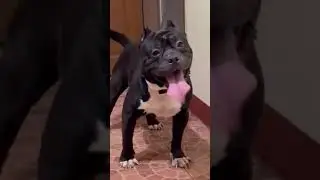 The Tounge and the Tail