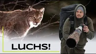 Ein Luchs! Auf Tour mit 
