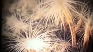 Энергия в живой и неживой природе