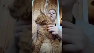 Кот Джокер, Мейн кун. Кот Говорун . Это видео взорвало Тик Ток.