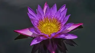 Flower Power