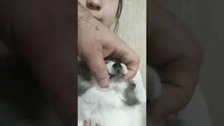 Померанский шпиц Энигма (Энни)