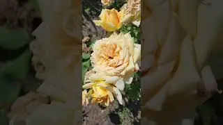 Жёлтые розы осени.