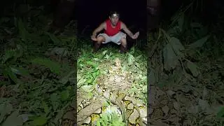 Giant Python Strikes in Thailand!