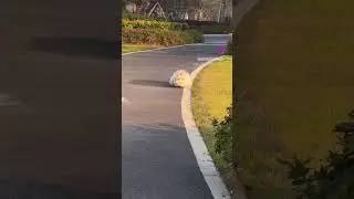 Ulat Bulu Kalau Berjalan 😆 (ig: INSTACATCORNER)