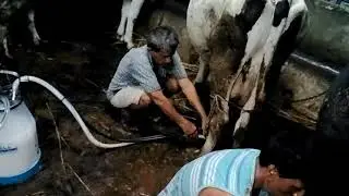 Maxwell milking machine in my farm