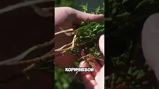 Черенкуй, не черенкуй, всё равно получишь туй.