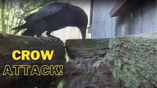 Crow Attacks Mourning Dove Nest